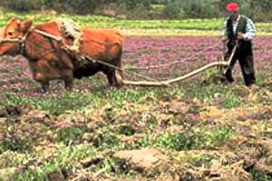 انواع سیستم های اقتصادی