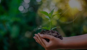 برندهای سبز