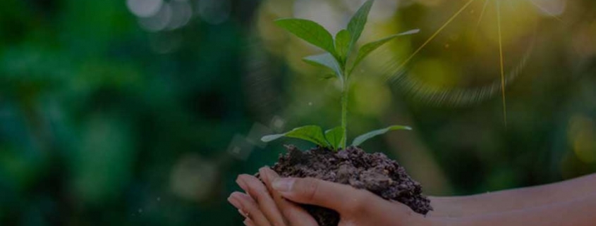 برندهای سبز